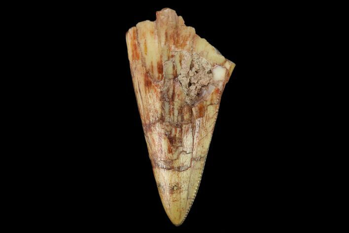 Serrated, Fossil Phytosaur Tooth - New Mexico #133354